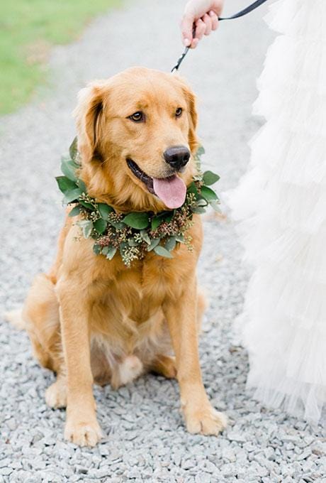 Roundup // Pets in Weddings